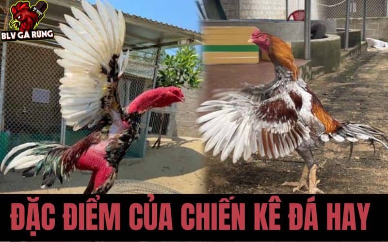 Cách Chọn Gà Đá Hay – Bí Kíp Tuyển Chiến Kê Chuẩn Cùng BLV Gà Rừng Cách nhận biết gà đá hay, nội lực tốt
