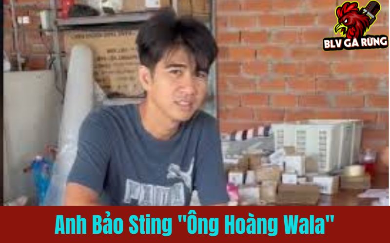 Anh Bảo Sting – “Ông Hoàng Wala”
