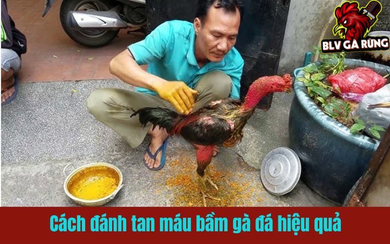 Bí quyết đánh tan máu máu bầm cho gà đá