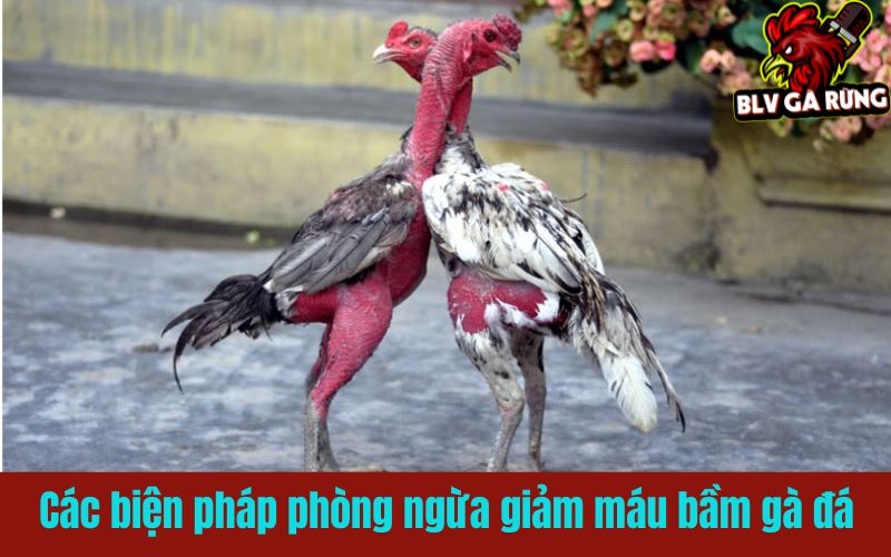 Các biện pháp phòng ngừa giảm máu bầm gà đá hiệu quả