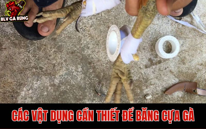 BLV Gà Rừng Hướng Dẫn Cách Băng Cựa Gà Đá Chuẩn Thi Đấu Thomo Các vật dụng cần chuẩn bị để băng cựa gà đá