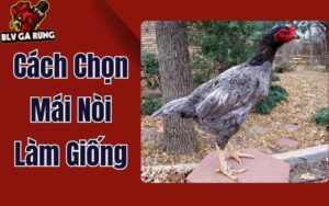 Cách Chọn Gà Mái Nòi Làm Giống: Bí Quyết Đúc Nên Dòng Gà Chiến Bất Bại