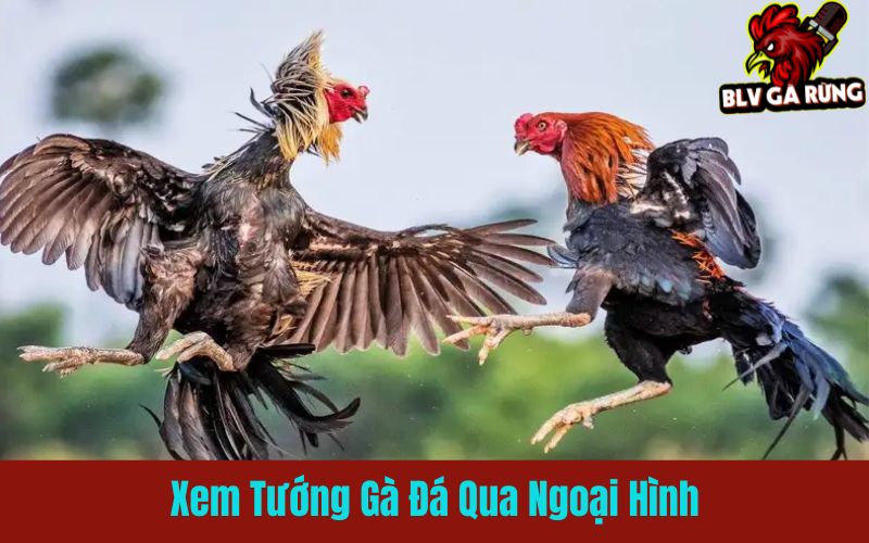 Cách đánh giá sức bền gà chọi qua lườn, chân và dáng đi Cách đánh giá sức bền gà chọi qua lườn, chân và dáng đi
