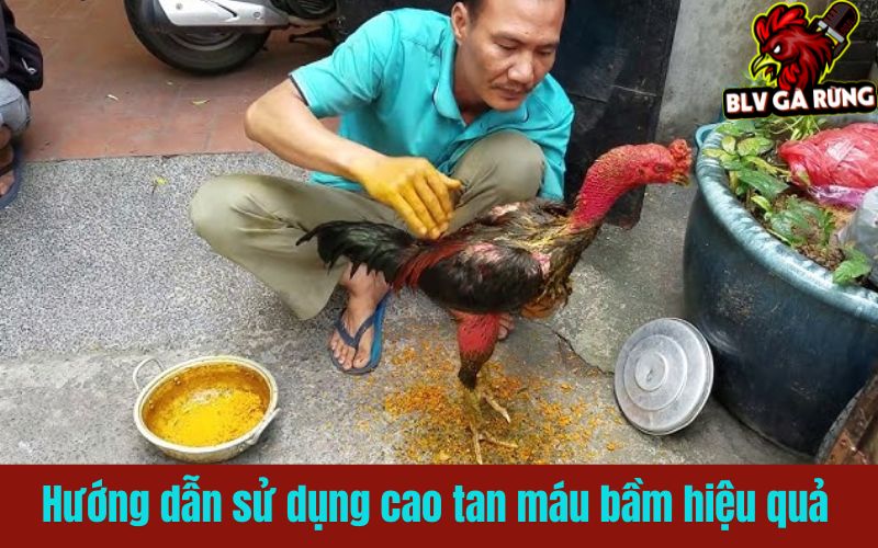 Cách dùng cao tan máu bầm giúp gà chiến nhanh lành vết thương Cách dùng cao tan máu bầm giúp gà chiến nhanh lành vết thương
