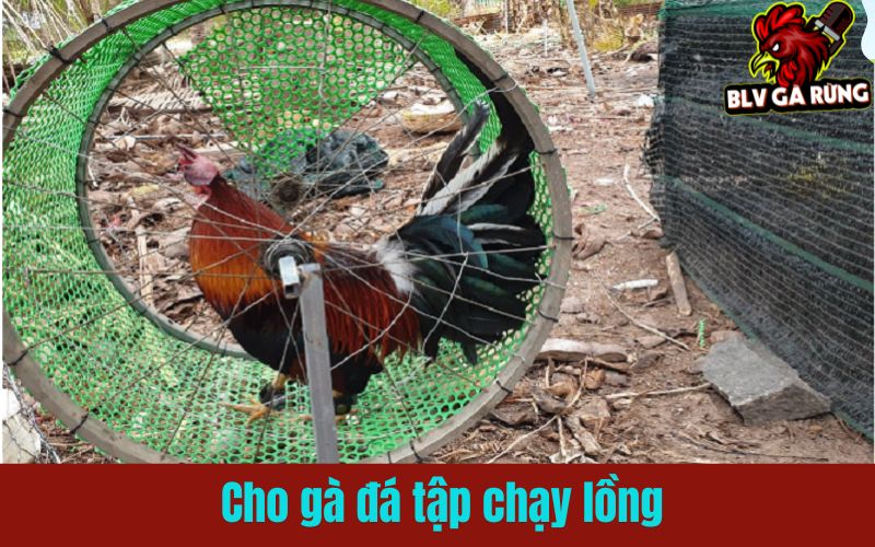 Chạy lồng là bài tập cơ bản và quan trọng nhất