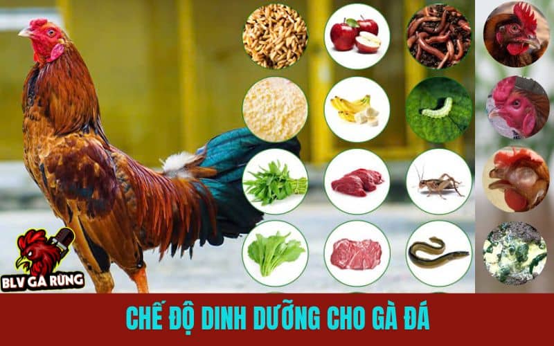 Chế độ dinh dưỡng chuẩn trong nuôi gà đá cựa sắt