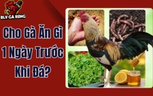 Cho Gà Ăn Gì 1 Ngày Trước Khi Đá? Để Chiến Kê Đạt Pin Chuẩn, Sung Mãn
