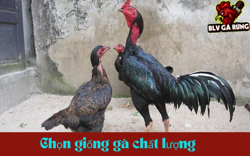Chọn những dòng gà có gen được truyền từ đời cha mẹ có thành tích cao Chọn những dòng gà có gen được truyền từ đời cha mẹ có thành tích cao