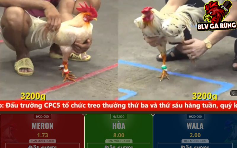 Đá gà mạng là hình thức cá cược thông qua nhà cái online Đá gà mạng là hình thức cá cược thông qua nhà cái online