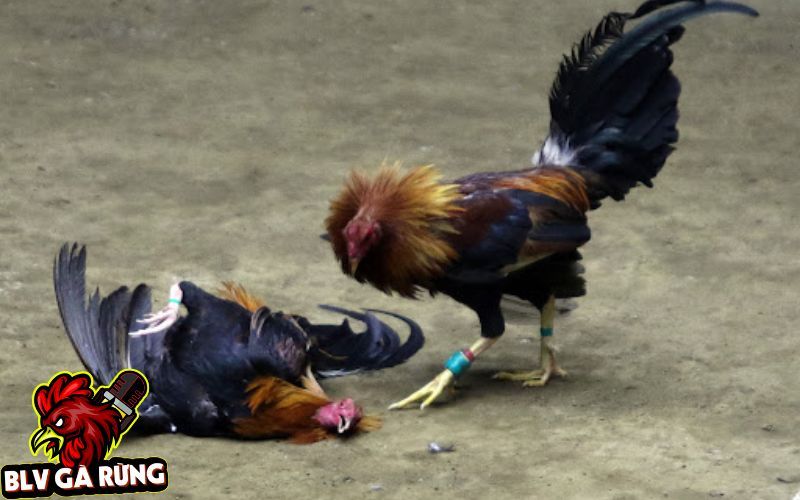 Những Dòng Gà Đá Cựa Sắt Hay Được Sư Kê Thomo Ưa Chuộng Nhất Hiện Nay Đặc điểm các dòng gà đá cựa sắt đang được dùng thi đấu tại Việt Nam, Campuchia, Philippines