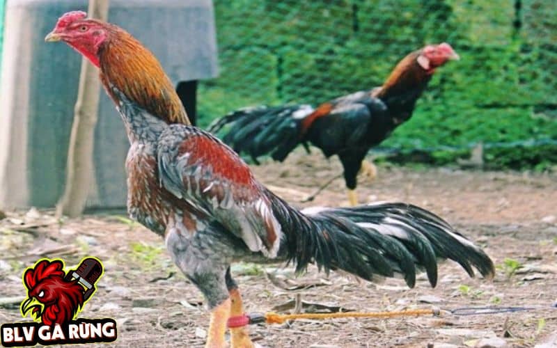 Những Dòng Gà Đá Cựa Sắt Hay Được Sư Kê Thomo Ưa Chuộng Nhất Hiện Nay Dòng Gà Asil