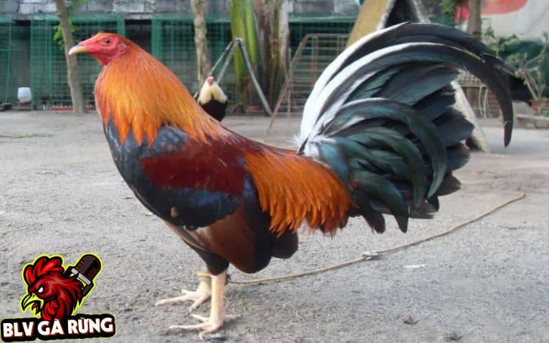 Những Dòng Gà Đá Cựa Sắt Hay Được Sư Kê Thomo Ưa Chuộng Nhất Hiện Nay Dòng Gà Cuban