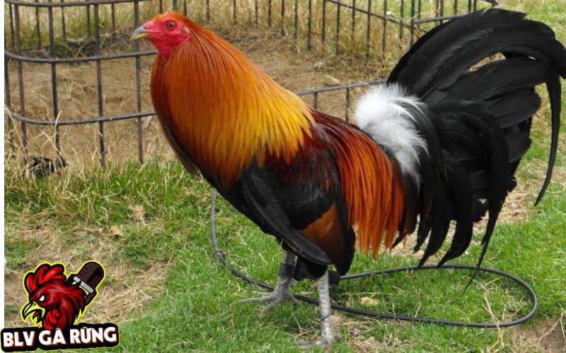 Những Dòng Gà Đá Cựa Sắt Hay Được Sư Kê Thomo Ưa Chuộng Nhất Hiện Nay Dòng Gà Hatch