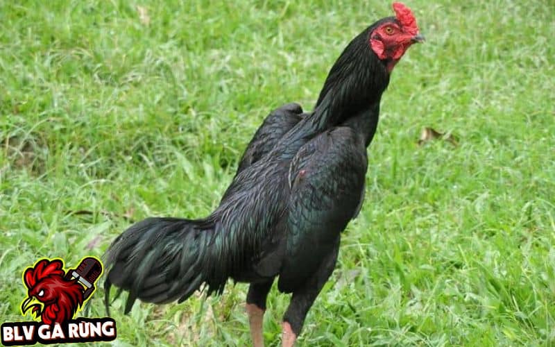 Những Dòng Gà Đá Cựa Sắt Hay Được Sư Kê Thomo Ưa Chuộng Nhất Hiện Nay Dòng Gà JAP (Giáp)