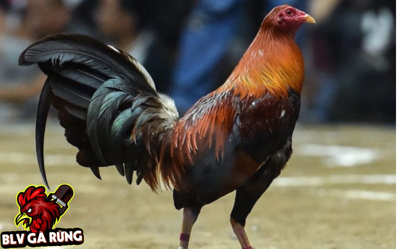 Những Dòng Gà Đá Cựa Sắt Hay Được Sư Kê Thomo Ưa Chuộng Nhất Hiện Nay Dòng Gà Peru