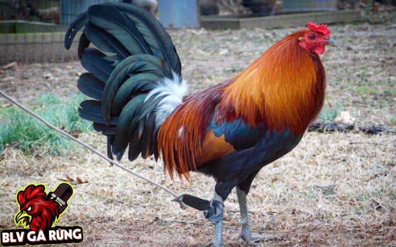 Những Dòng Gà Đá Cựa Sắt Hay Được Sư Kê Thomo Ưa Chuộng Nhất Hiện Nay Dòng Gà Sweater