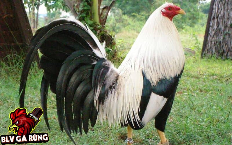 Những Dòng Gà Đá Cựa Sắt Hay Được Sư Kê Thomo Ưa Chuộng Nhất Hiện Nay Dòng gà Kelso