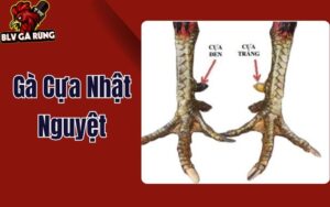 Gà Cựa Nhật Nguyệt - Thần Kê Với Cặp Cựa Âm Dương Độc Đáo