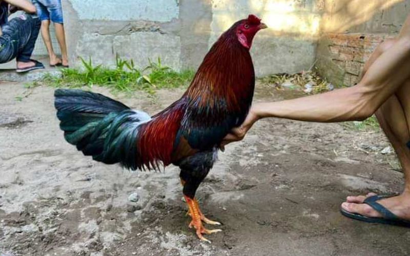 Vảy Gà Quý Là Gì? Những Vảy Gà Quý Hiếm Mà Thần Kê Thomo Thường Sở Hữu Gà Danh Thomo Sở Hữu Vảy Gà Quý