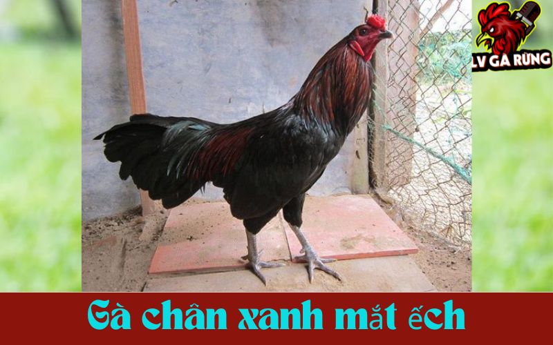 Gà Mắt Ếch Chân Xanh - Vua của sàn đấu Gà Mắt Ếch Chân Xanh - Vua của sàn đấu