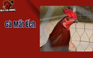 Gà Mắt Ếch – Bí Ẩn Về Chiến Kê Dũng Mãnh Và Đẳng Cấp