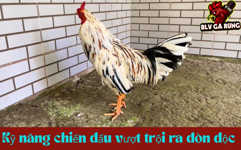 Gà cựa Nhật Nguyệt bất bại với những đòn độc hiểm Gà cựa Nhật Nguyệt bất bại với những đòn độc hiểm