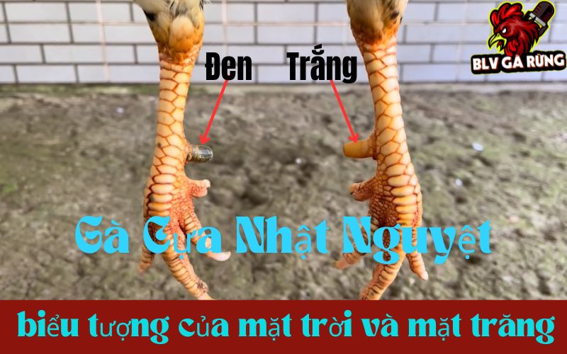 Gà cựa Nhật Nguyệt biểu tượng âm dương của mặt trời và mặt trăng Gà cựa Nhật Nguyệt biểu tượng âm dương của mặt trời và mặt trăng