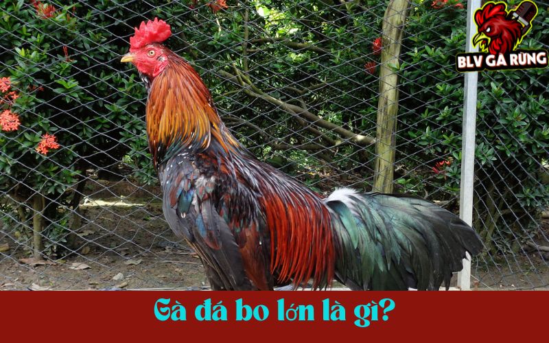 Gà đá bo lớn là gì? Gà đá bo lớn là gì?
