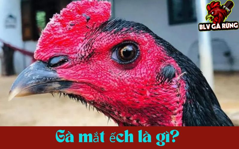 Gà mắt ếch là gì? định nghĩa và sự khác biệt Gà mắt ếch là gì? định nghĩa và sự khác biệt