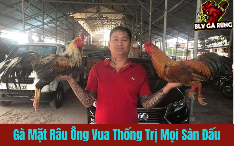 Gà mặt râu không chỉ đẹp mã mà còn vô đối trên mọi sàn đấu
