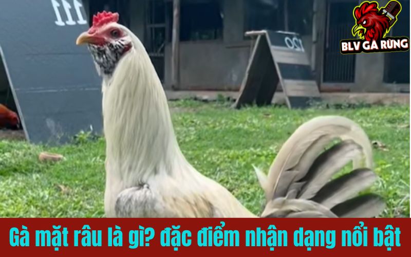 Gà mặt râu là gì? cách nhận biết qua từng đặc điểm nổi bật