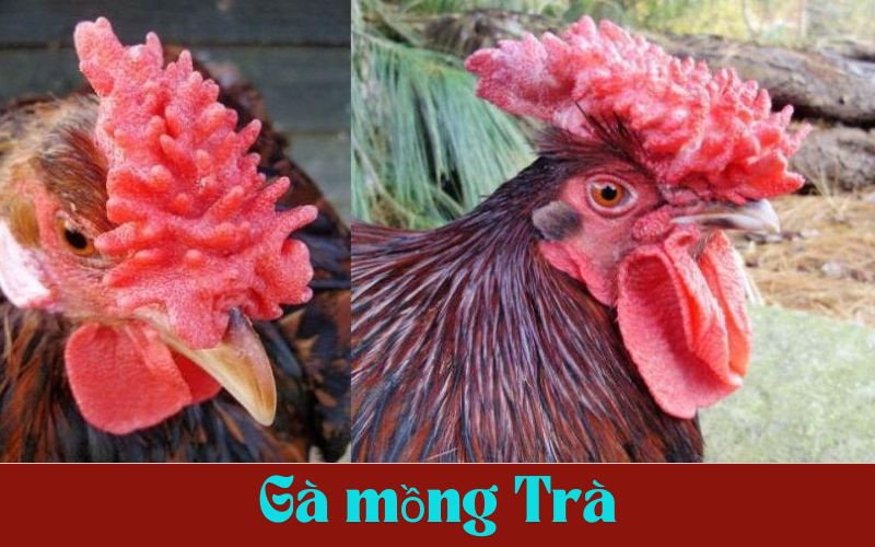 Gà mồng trà thường có những lối đá khó lường và tinh quái Gà mồng trà thường có những lối đá khó lường và tinh quái