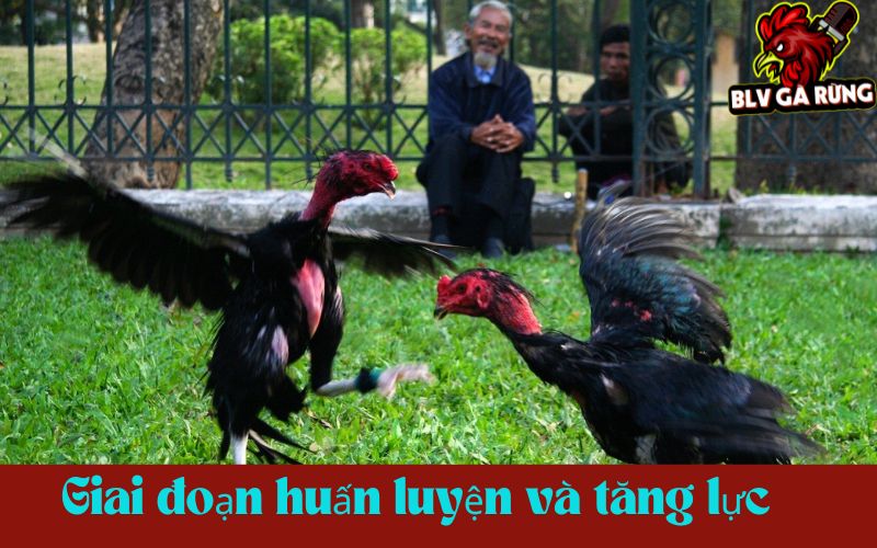 Giai đoạn huấn luyện và tăng lực Giai đoạn huấn luyện và tăng lực