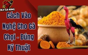 Hướng Dẫn Cách Vào Nghệ Cho Gà Chọi Da Đỏ Au, Săn Chắc Đúng Kỹ Thuật