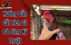 Hướng Dẫn Cắt Tích Gà Đá Đúng Kỹ Thuật - Không Đau, Không Chảy Máu  