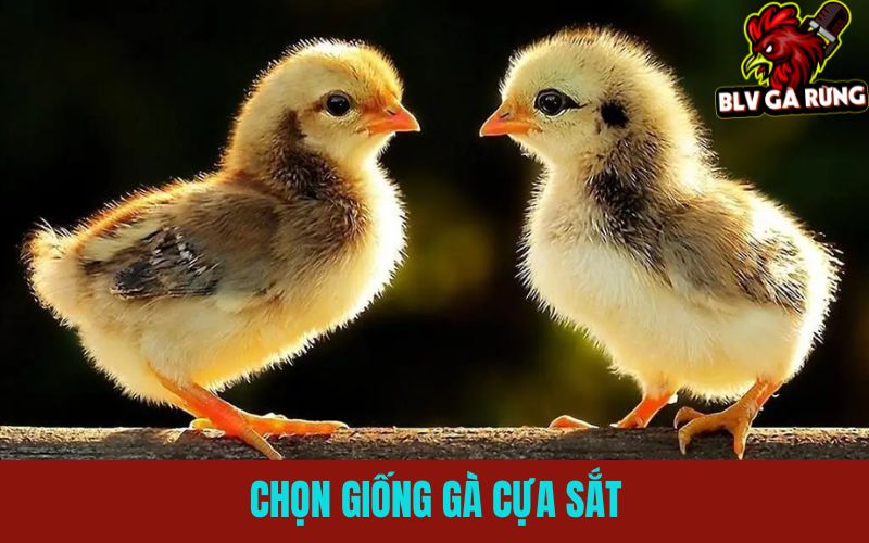 Hướng Dẫn Chọn Giống Gà Đá Cựa Sắt Chuẩn