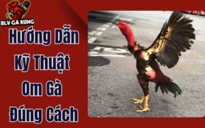 Hướng Dẫn Kỹ Thuật Om Gà Đúng Cách – An Toàn & Hiệu Quả Tuyệt Đối
