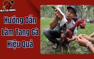 Hướng Dẫn Làm Tang Gà Hiệu Quả - Giúp Gà Lấy Lại Phong Độ Nhanh Chóng