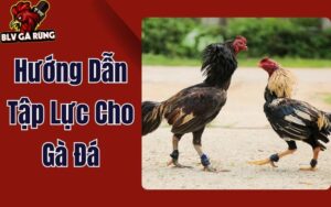 Hướng Dẫn Tập Lực Cho Gà Đá Đúng Cách Để Thần Kê Sở Hữu Đôi Chân Thép