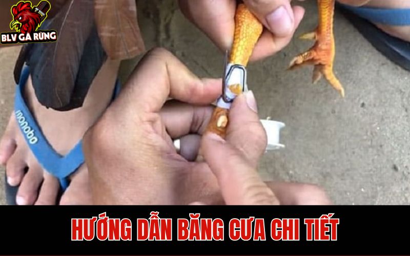 BLV Gà Rừng Hướng Dẫn Cách Băng Cựa Gà Đá Chuẩn Thi Đấu Thomo Hướng dẫn cách băng cựa gà đá chính xác nhất