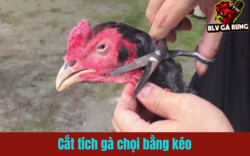 Hướng dẫn cắt tích bằng kéo đúng kỹ thuật
