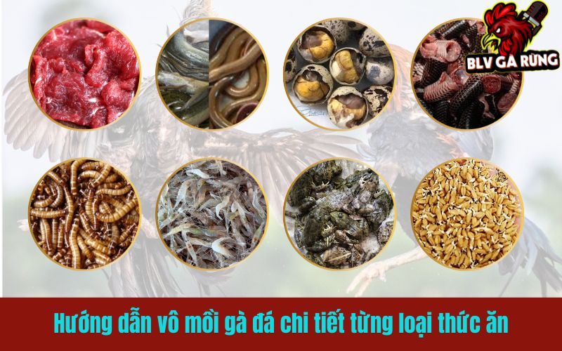 Hướng dẫn vô mồi gà đá chi tiết từng loại thức ăn