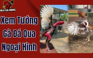 Kinh Nghiệm Xem Tướng Gà Đá Qua Ngoại Hình - Chọn Cửa Cược Luôn Thắng