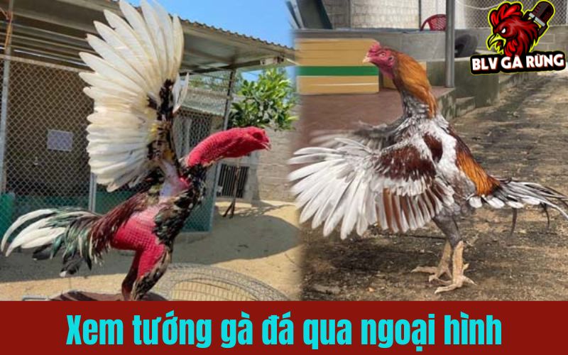 Kinh nghiệm xem tướng gà đá qua ngoại hình chuẩn xác nhất Kinh nghiệm xem tướng gà đá qua ngoại hình chuẩn xác nhất