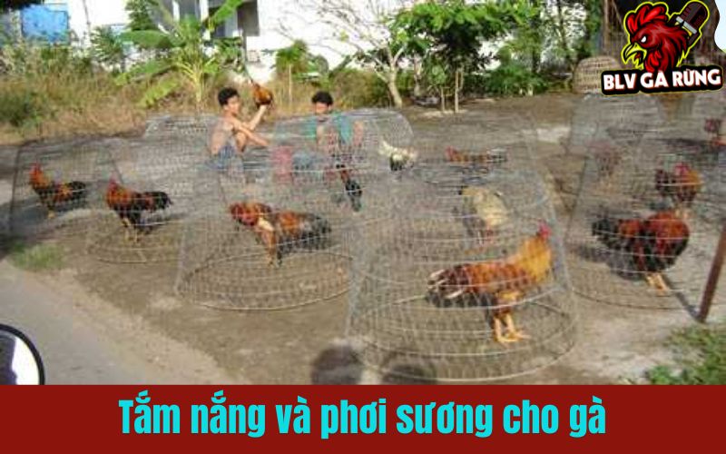 Kỹ thuật tắm nắng và phơi sương cho gà chiến