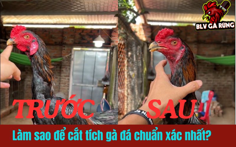 Làm sao để cắt tích gà đá chuẩn xác nhất?