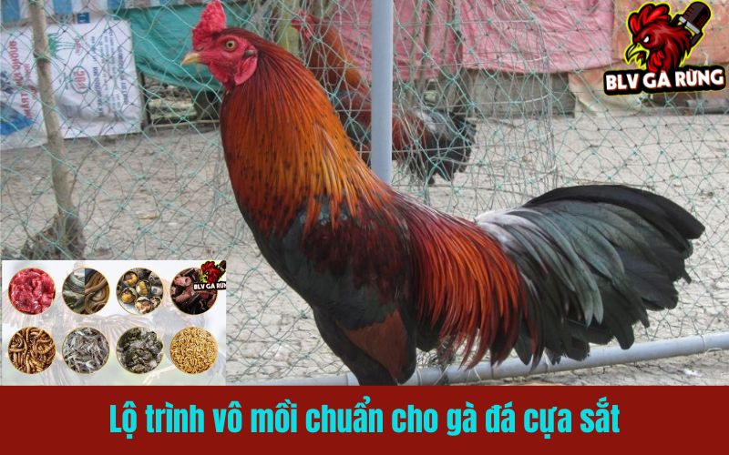 Lộ trình vô mồi chuẩn cho gà đá cựa sắt trước ngày đá