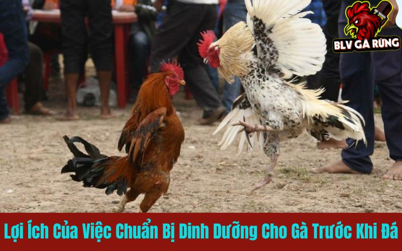 Lợi ích của việc chuẩn bị dinh dưỡng cho gà trước khi đá