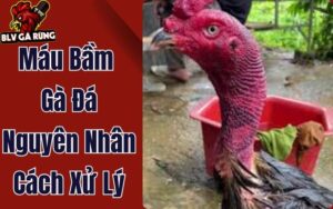 Máu Bầm Gà Đá: Nguyên Nhân & Bí Quyết Xử Lý Hiệu Quả Từ BLV Gà Rừng