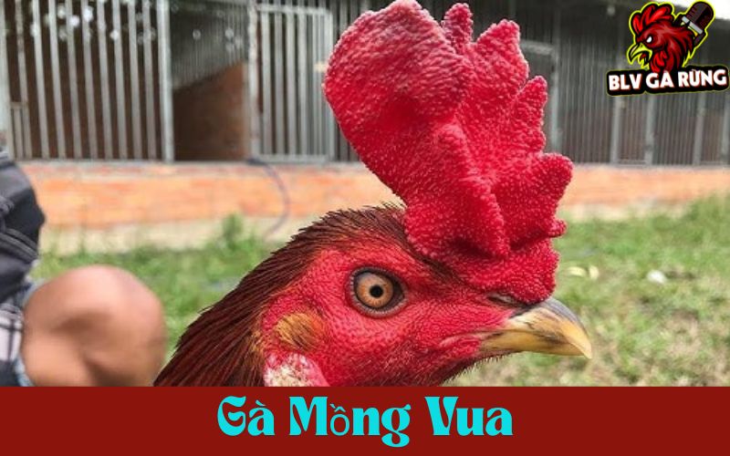 Mồng vua tượng trưng cho sự uy nghi và sức mạnh Mồng vua tượng trưng cho sự uy nghi và sức mạnh